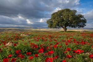 שמות מהטבע לבנים ולבנות: עצים, פרחים, נופים ובעלי חיים