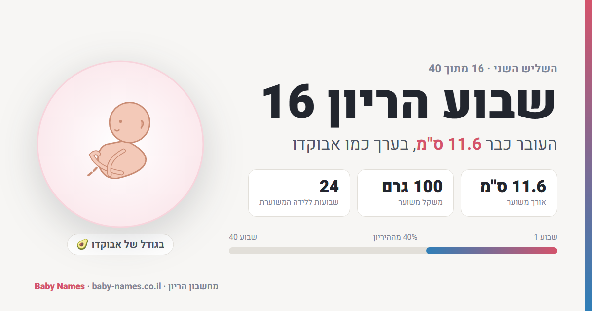 שבוע הריון 16: גודל העובר, אורך ומשקל משוערים