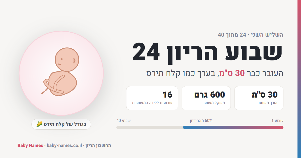 שבוע הריון 24: גודל העובר, אורך ומשקל משוערים