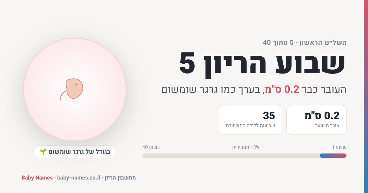שבוע הריון 5: גודל העובר, אורך ומשקל משוערים